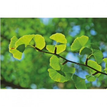 Ginkgoblätter 1 kg