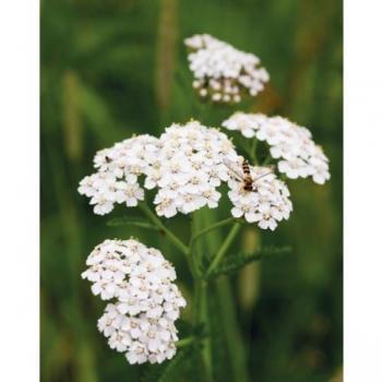 Schafgarbenkraut 1 kg