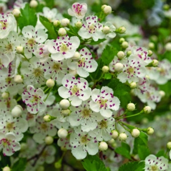 Weißdornblüten mit Blättern 1 kg
